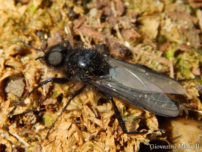 Bibionidae:  cfr. Dilophus sp., maschio